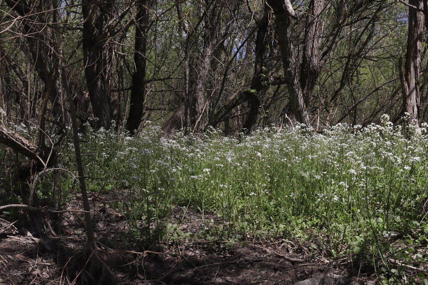 Изображение особи Cardamine tenera.