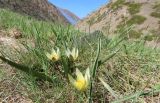 Tulipa dasystemonoides. Цветущие растения. Казахстан, Жамбылская обл., запов. Аксу-Жабаглы, озеро Коксай, ок. 2400 м н.у.м. 12 мая 2026 г.