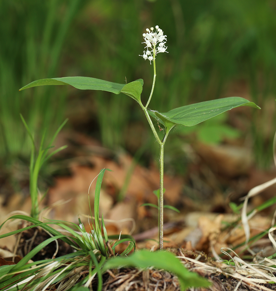 Image of Maianthemum intermedium specimen.