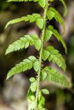 род Polystichum