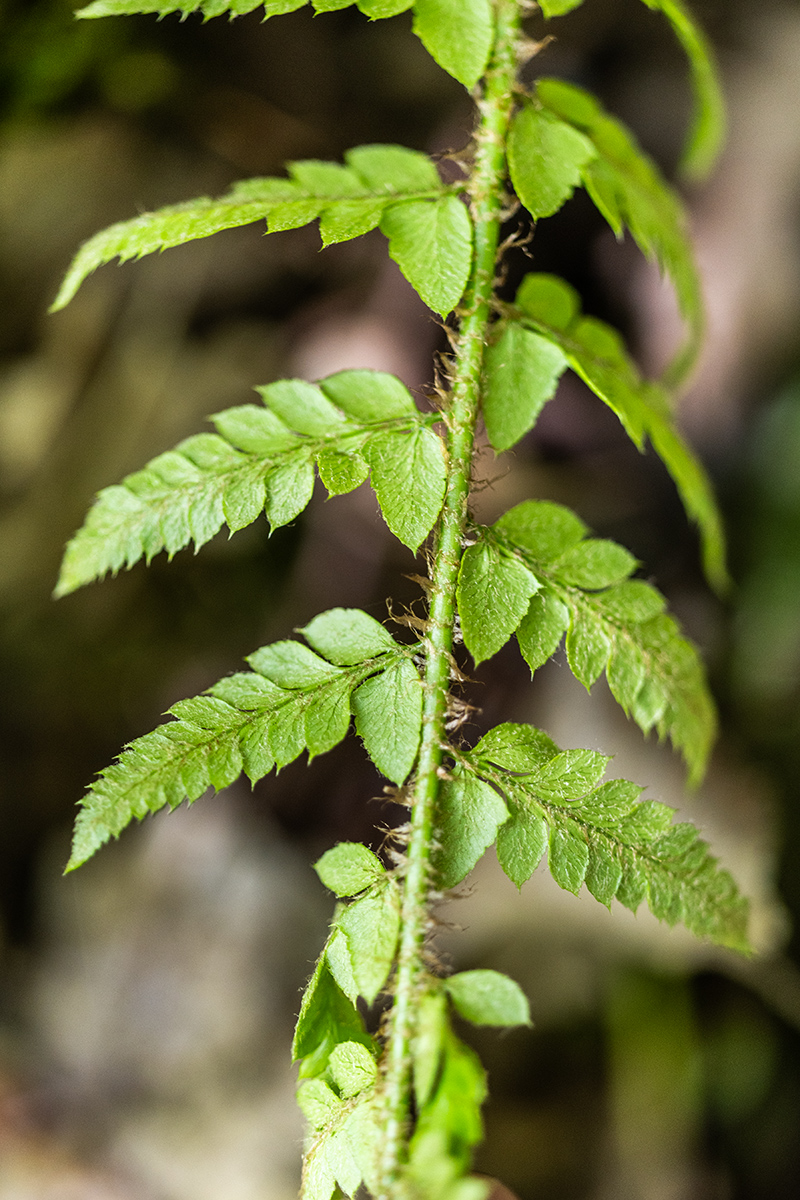 Изображение особи род Polystichum.