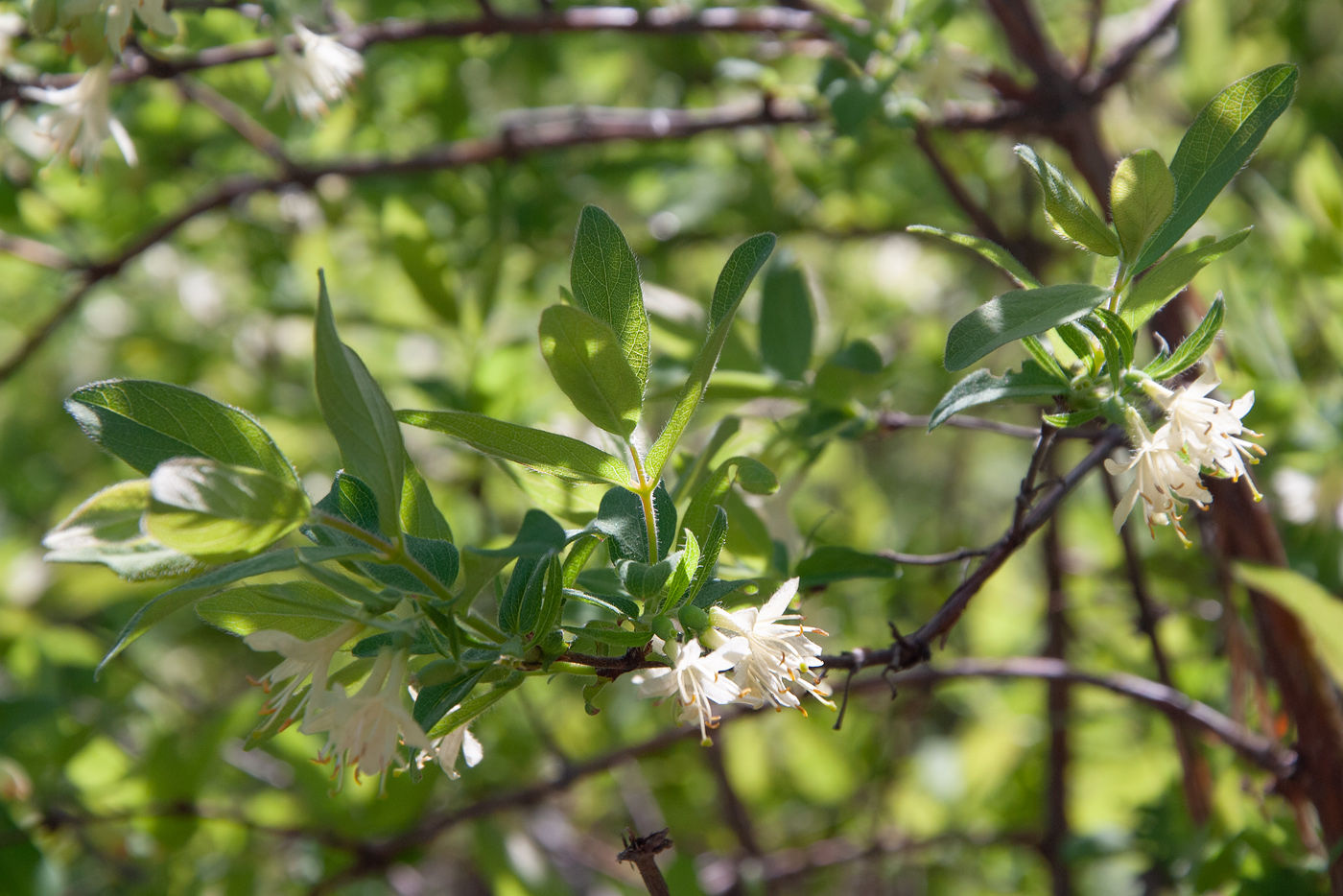 Image of Lonicera caerulea specimen.
