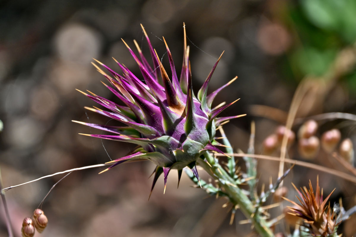 Image of genus Cynara specimen.