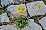 Crepis bursifolia