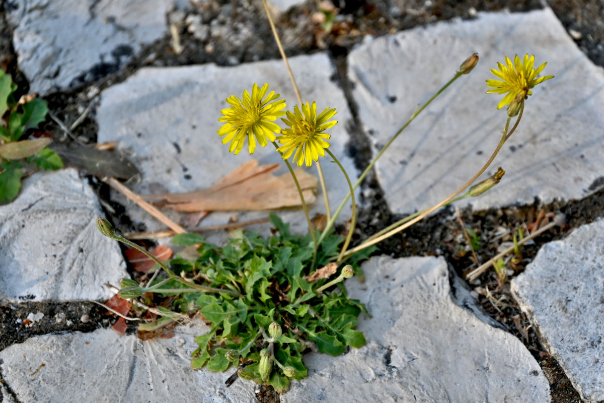 Image of Crepis bursifolia specimen.