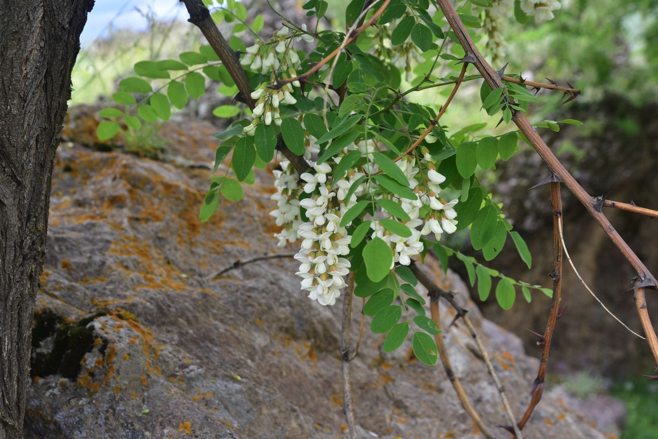 Изображение особи Robinia pseudoacacia.