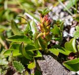 Salix phlebophylla