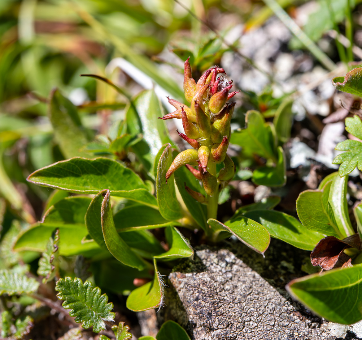 Изображение особи Salix phlebophylla.