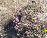 genus Acantholimon. Цветущее и плодоносящее растение. Армения, Котайкская обл., близ с. Вохчаберд, нарушенная горная степь. 13.07.2023.