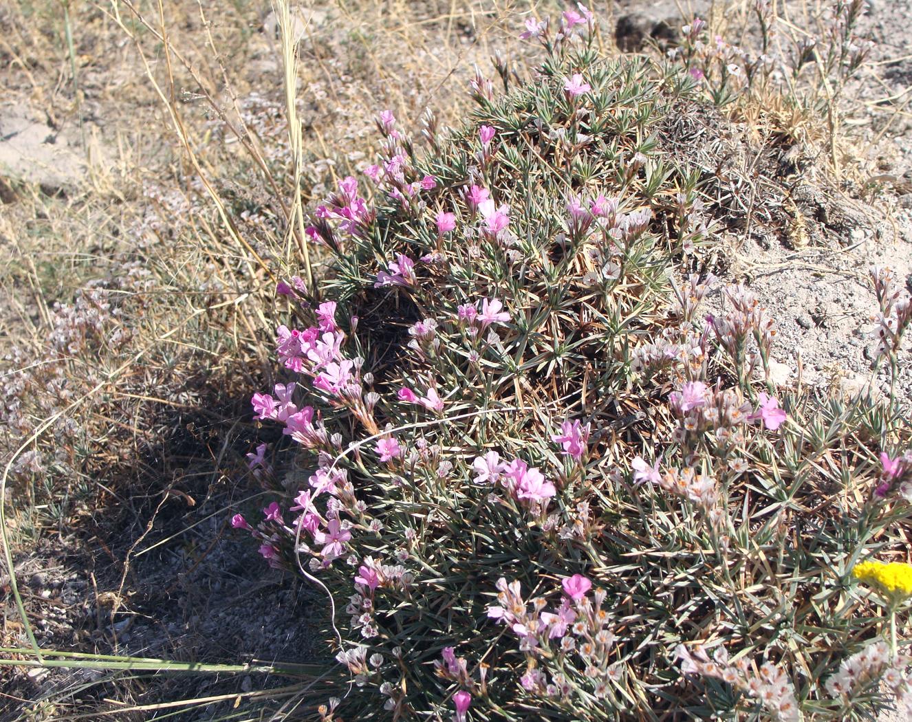 Image of genus Acantholimon specimen.