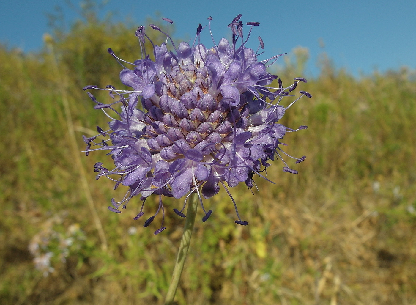 Изображение особи Dipsacus dipsacoides.
