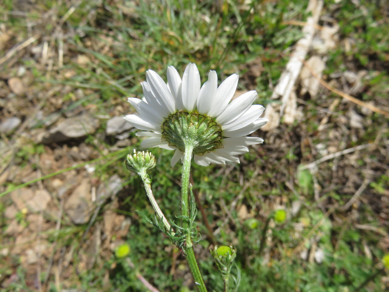 Image of genus Tripleurospermum specimen.