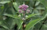 Eupatorium purpureum. Бутонизирующее соцветие. Московская обл., Раменский р-н, окр. дер. Хрипань, садовый участок. 24.07.2026.