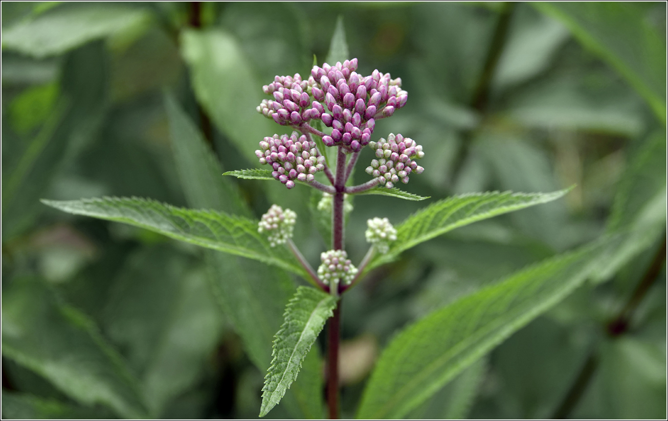 Image of Eupatorium purpureum specimen.