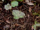 Hepatica nobilis