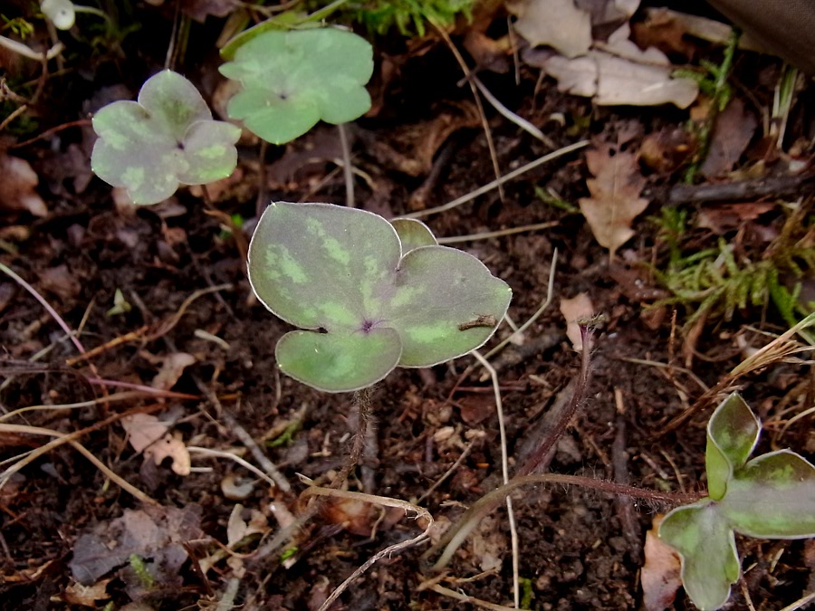 Изображение особи Hepatica nobilis.