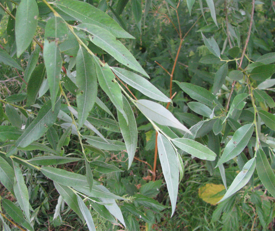 Image of Salix alba specimen.