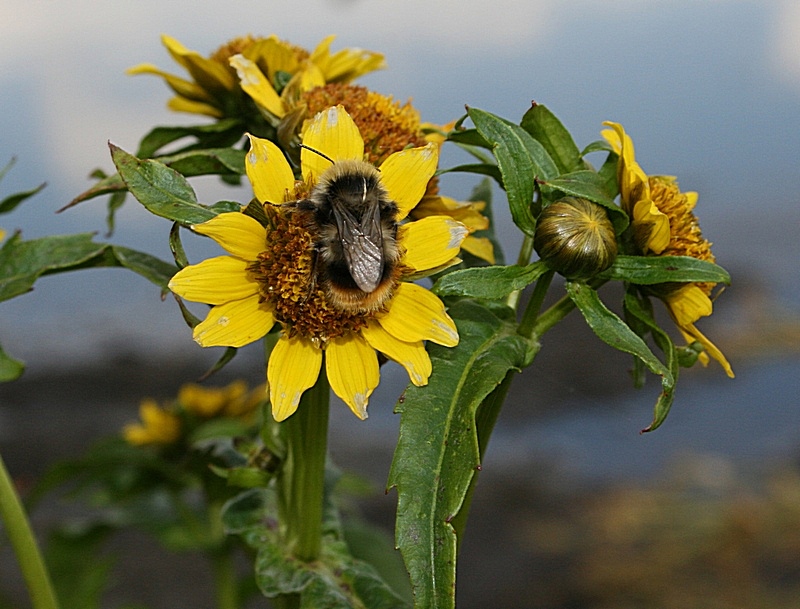 Image of Bidens cernua var. radiata specimen.