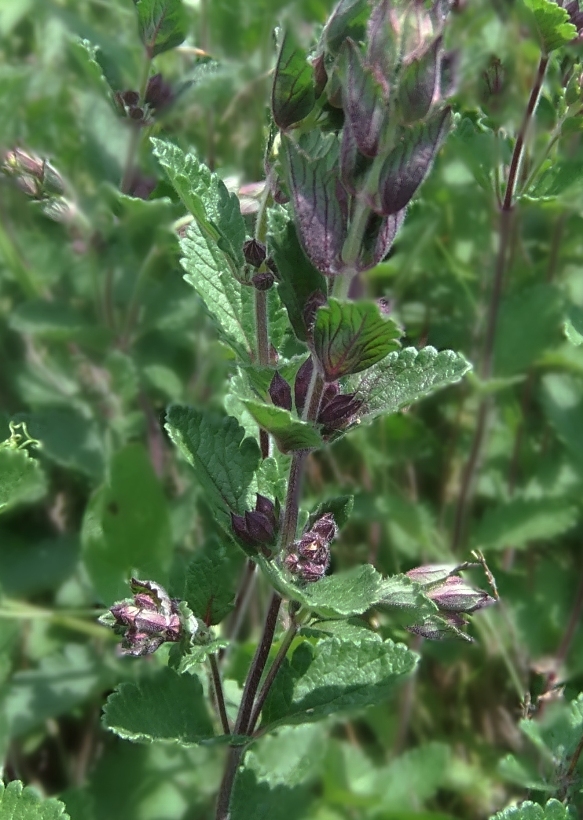 Изображение особи Teucrium multinodum.