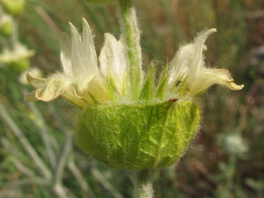 Изображение особи Sideritis catillaris.