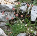 genus Armeria. Цветущее растение. Черногория, Динарское нагорье, горный массив Дурмитор. 05.07.2011.