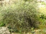 Cerasus microcarpa