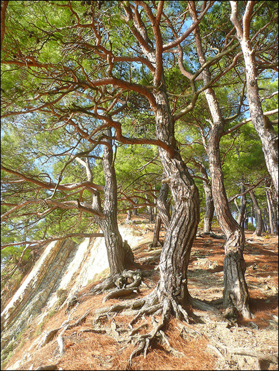 Image of Pinus pityusa specimen.