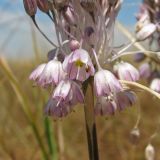 Allium paniculatum. Цветки. Украина, Донецкая обл., Першотравневый р-н, Белосарайская коса, псаммофитная степь среди солончаков. 07.08.2011.