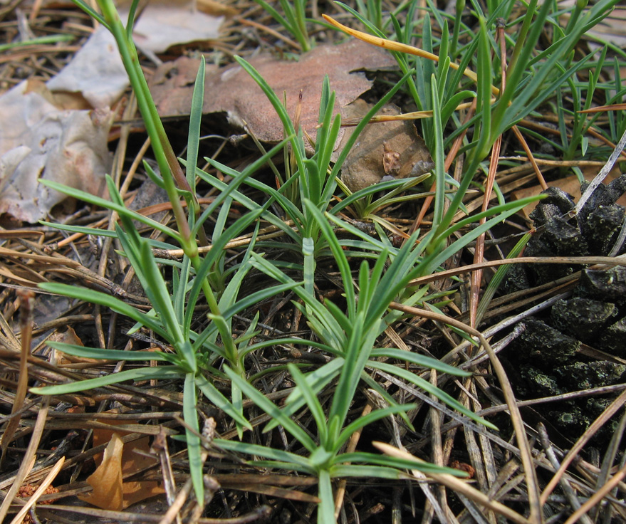 Image of Dianthus pseudosquarrosus specimen.