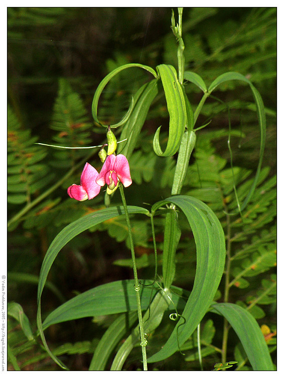 Изображение особи Lathyrus sylvestris.