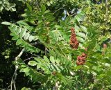 Rhus coriaria. Верхушка плодоносящего растения. Черноморское побережье Кавказа, щель Прасковеевская, опушка светлого соснового леса на склоне. 24.08.2011.