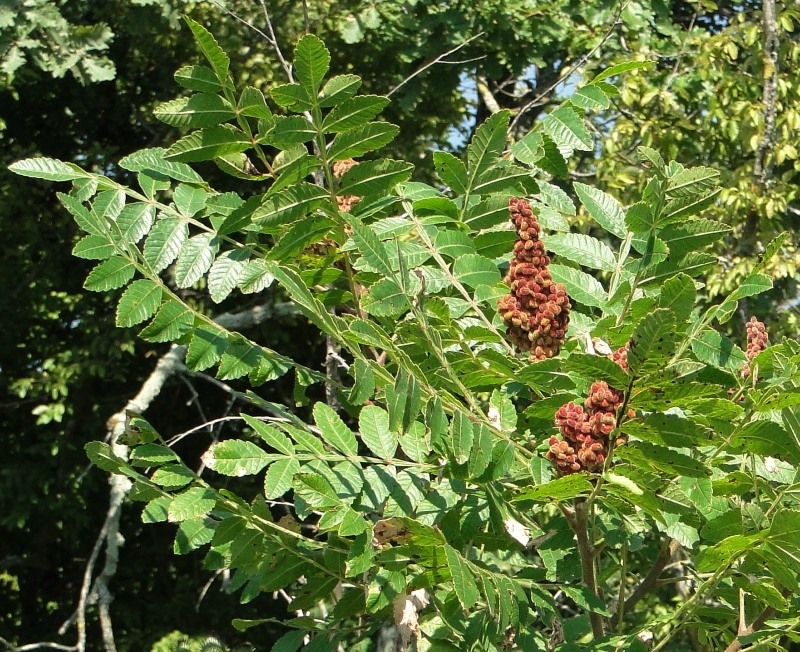 Изображение особи Rhus coriaria.