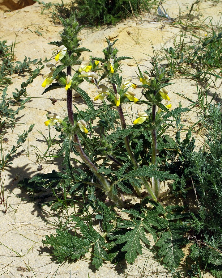 Image of Phlomoides labiosa specimen.
