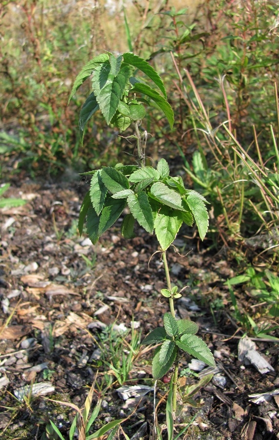 Image of genus Veronica specimen.