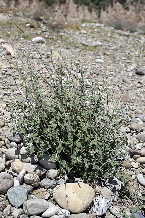 Изображение особи Nepeta olgae.