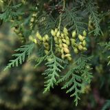 Thuja occidentalis