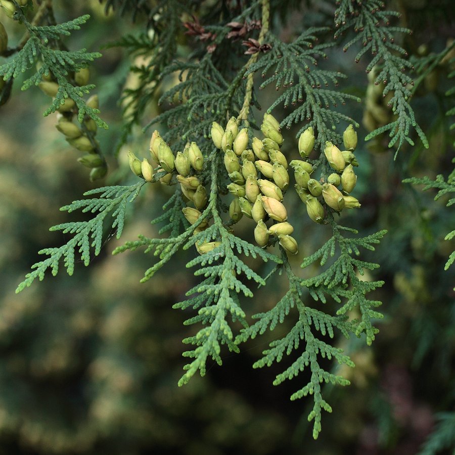 Изображение особи Thuja occidentalis.