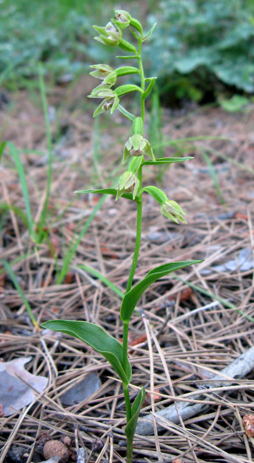 Изображение особи Epipactis persica.