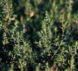 Polygonum arenastrum. Побеги с цветками. Московская обл., Раменский р-н, окр. дер. Хрипань, садовый участок. 16.08.2011.