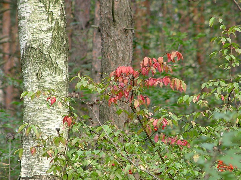 Изображение особи Euonymus verrucosus.