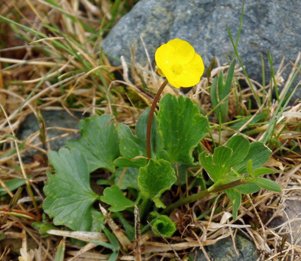 Image of Ranunculus alberti specimen.