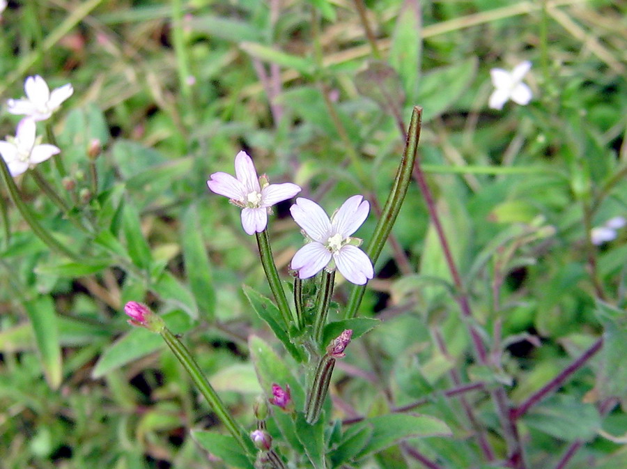 Изображение особи род Epilobium.