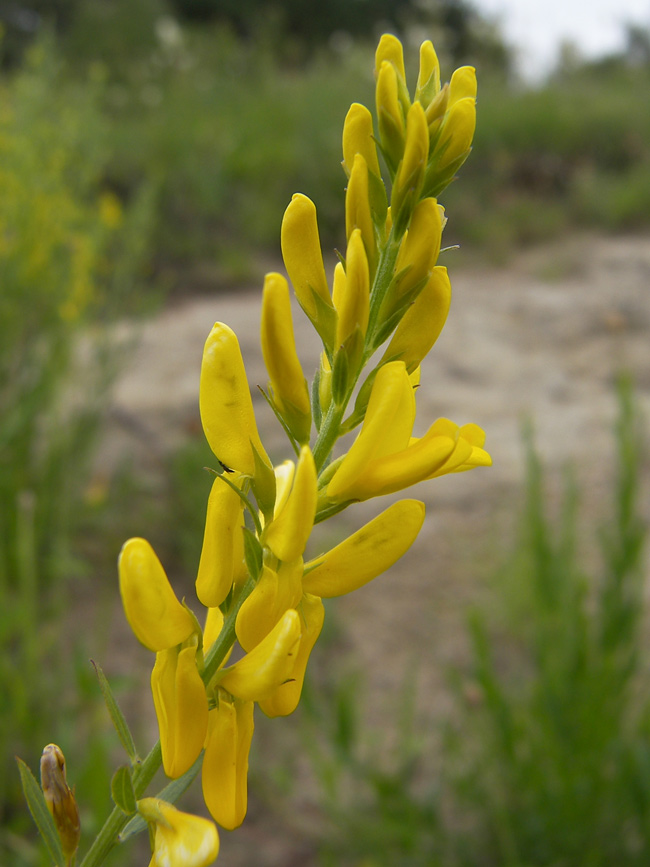 Image of Genista patula specimen.