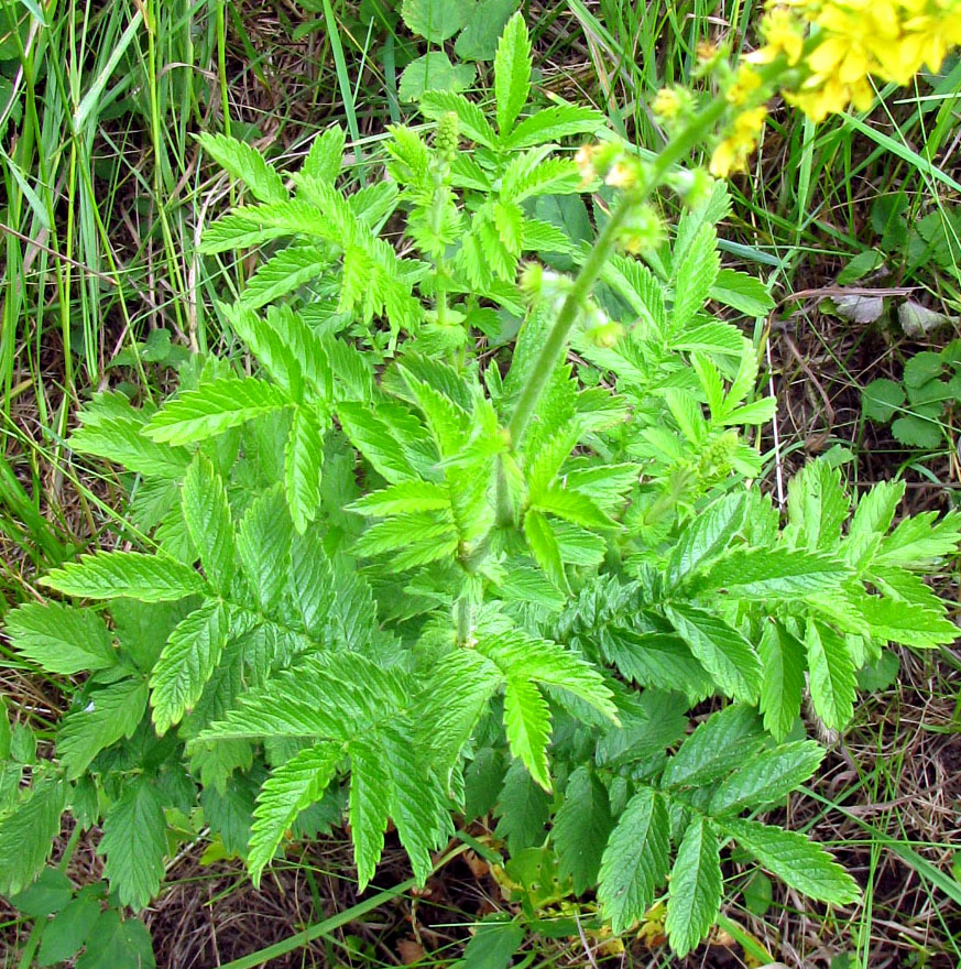 Изображение особи Agrimonia eupatoria.