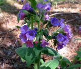 Pulmonaria mollis