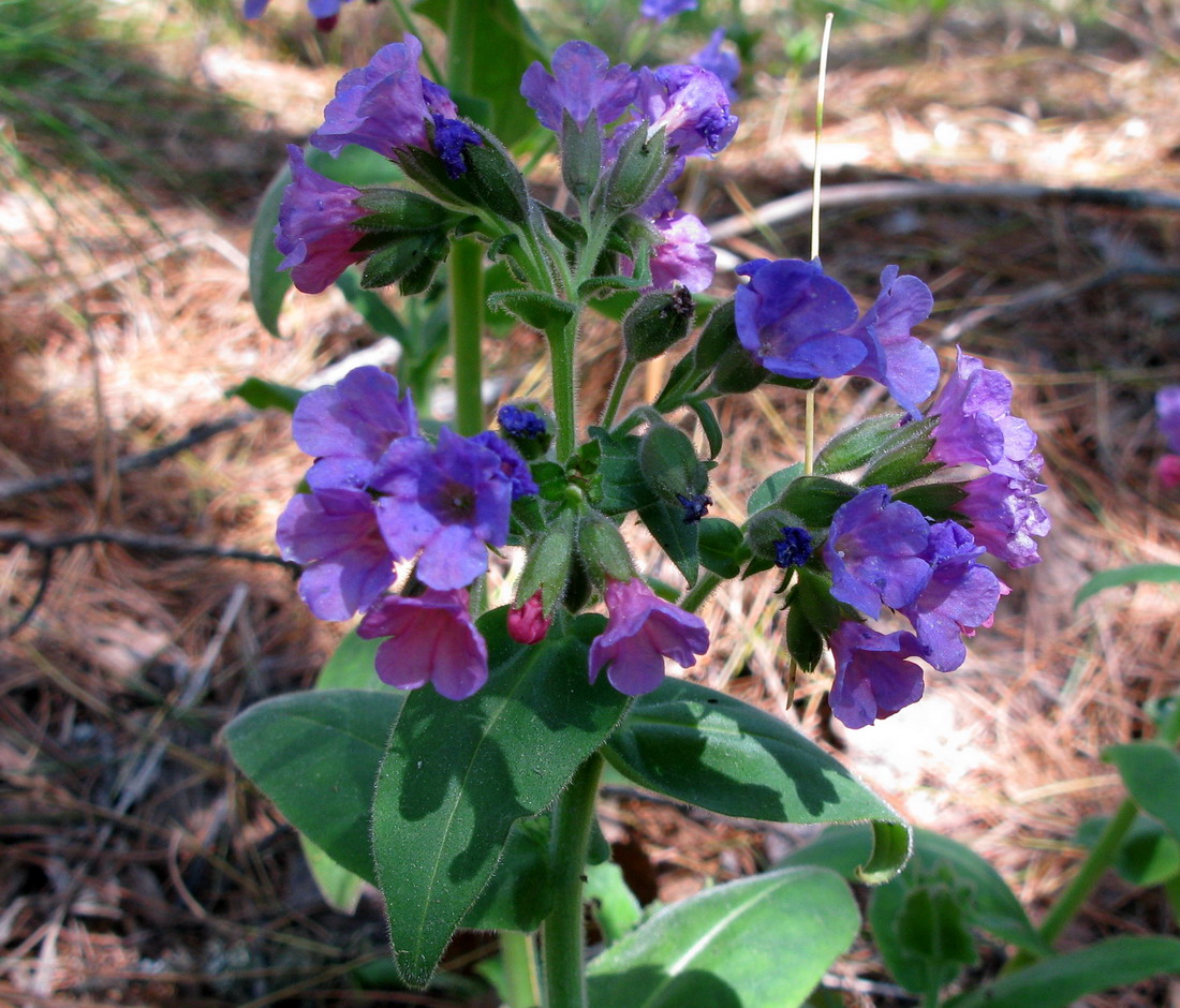 Изображение особи Pulmonaria mollis.