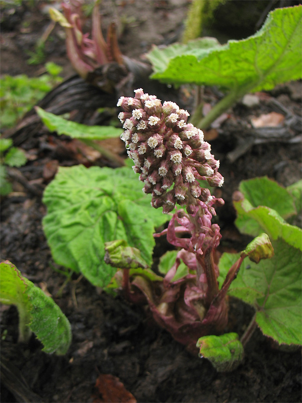 Image of Petasites hybridus specimen.