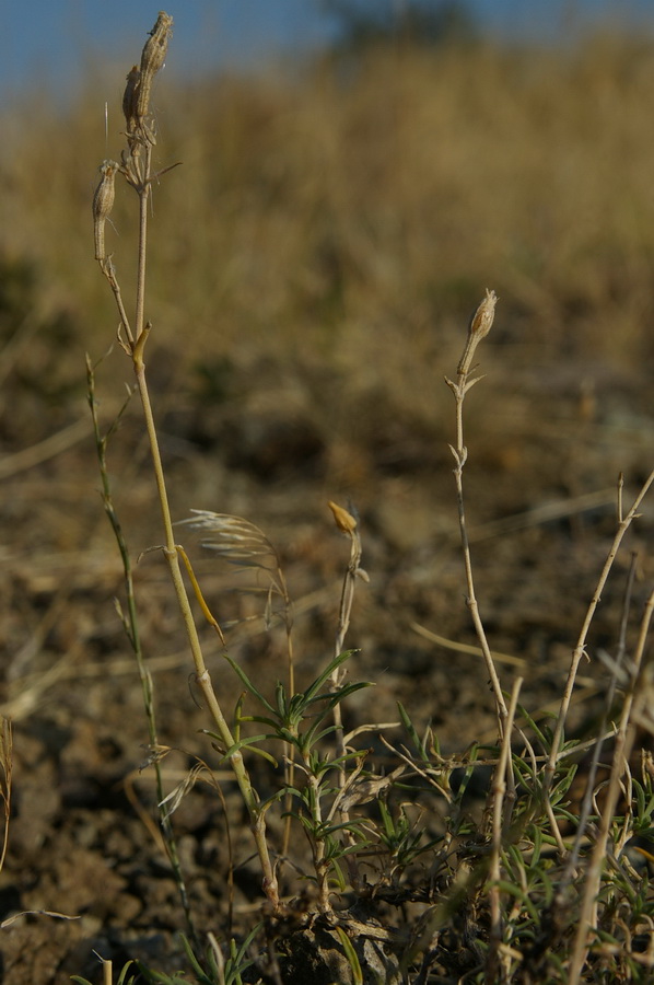 Image of Silene syreitschikowii specimen.