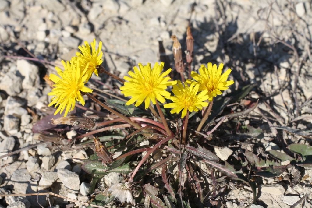 Image of Taraxacum bessarabicum specimen.