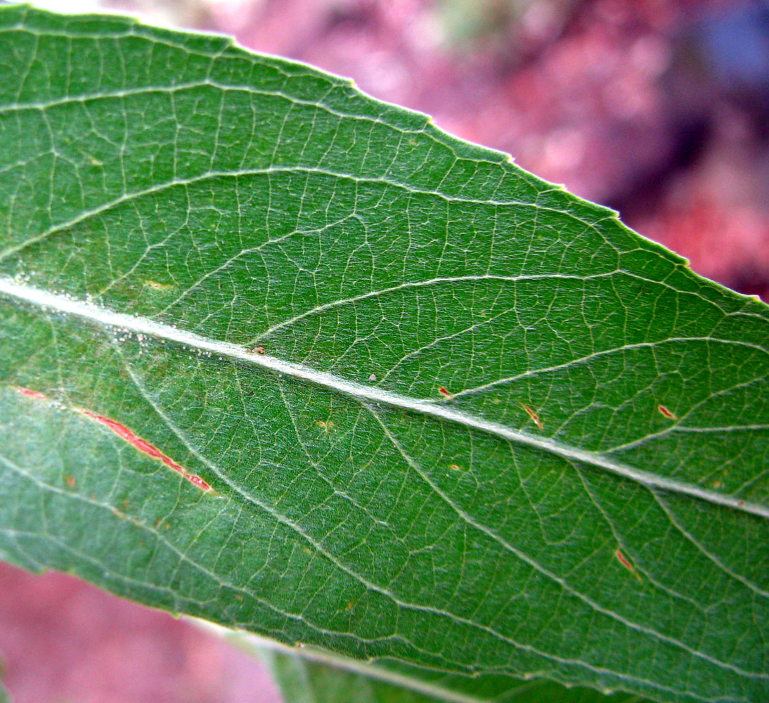 Изображение особи Salix &times; fragilis.